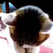 まな☆