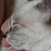 むむの画像