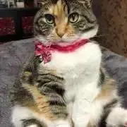 ケントモの画像