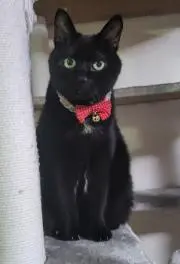ねねこの画像