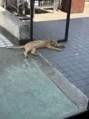 そうの画像