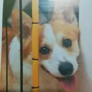 KOGI LOVEの画像