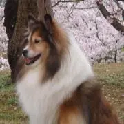 jkosatoの画像