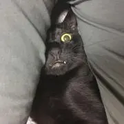 goroknの画像