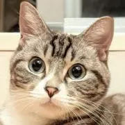 たいようの画像
