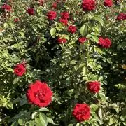薔薇の画像