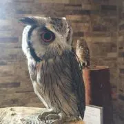 游