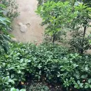 めりーの画像