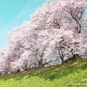笹かま★★