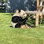 もみじの画像