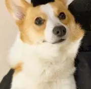 たばたの画像