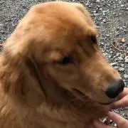 なほの画像