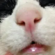 さたに