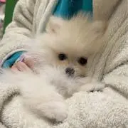 海