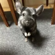 ぴよたん