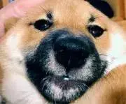 つきみの画像