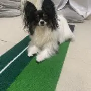 すけさんの画像