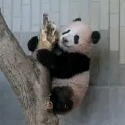 まーぼー