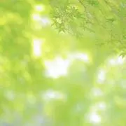 YS