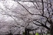 しげたく0096の画像