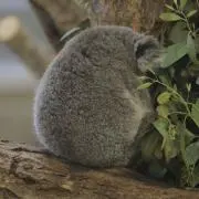 ぼたもちの画像