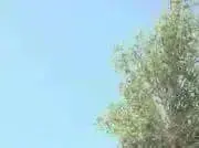 翠紫の画像