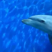 nyhrb263の画像