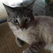 コテツ