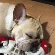 もも