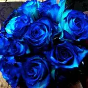 BLUE ROSE