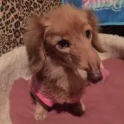 とんとんの画像