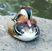 たまの画像