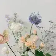 胡蝶の画像