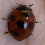転倒虫