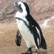 ペンギン君
