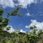 Isogiの画像
