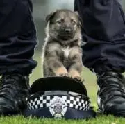 crazy doggyの画像