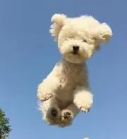 .の画像