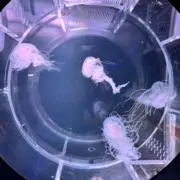 断捨離のmiwaの画像