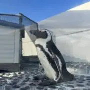 ハルの画像