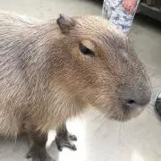 ショコラ プロフ必読の画像
