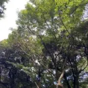 mikoの画像