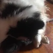 ココ