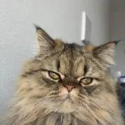 tori