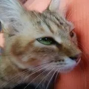 みこ