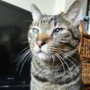 ももちゃんの画像