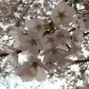 さくら♡の画像