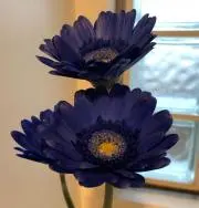 Wakabaの画像