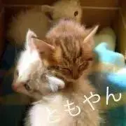智やんの画像