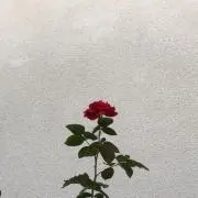 RRRの画像